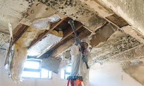 Why You Should Choose Our Mold Remediation Services in Geneseo, IL